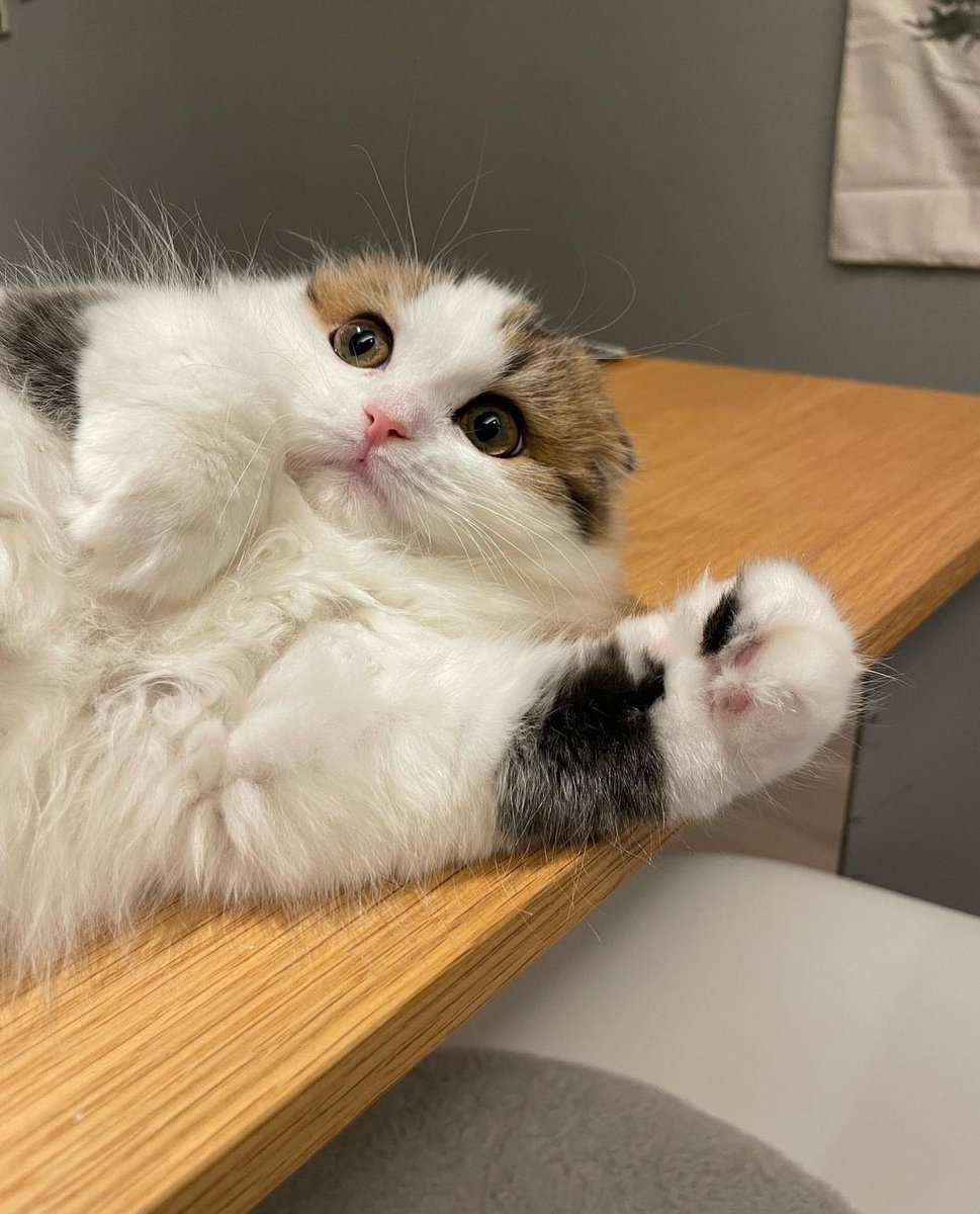 ディルとナッペ🐱ひとんちのねこ垢w tweet media