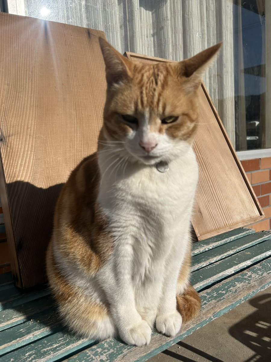 ta280526's tweet photo. 今日も自転車で二時間かけて猫カスに会いに来た！！ https://t.co/A4orH2y8Bd