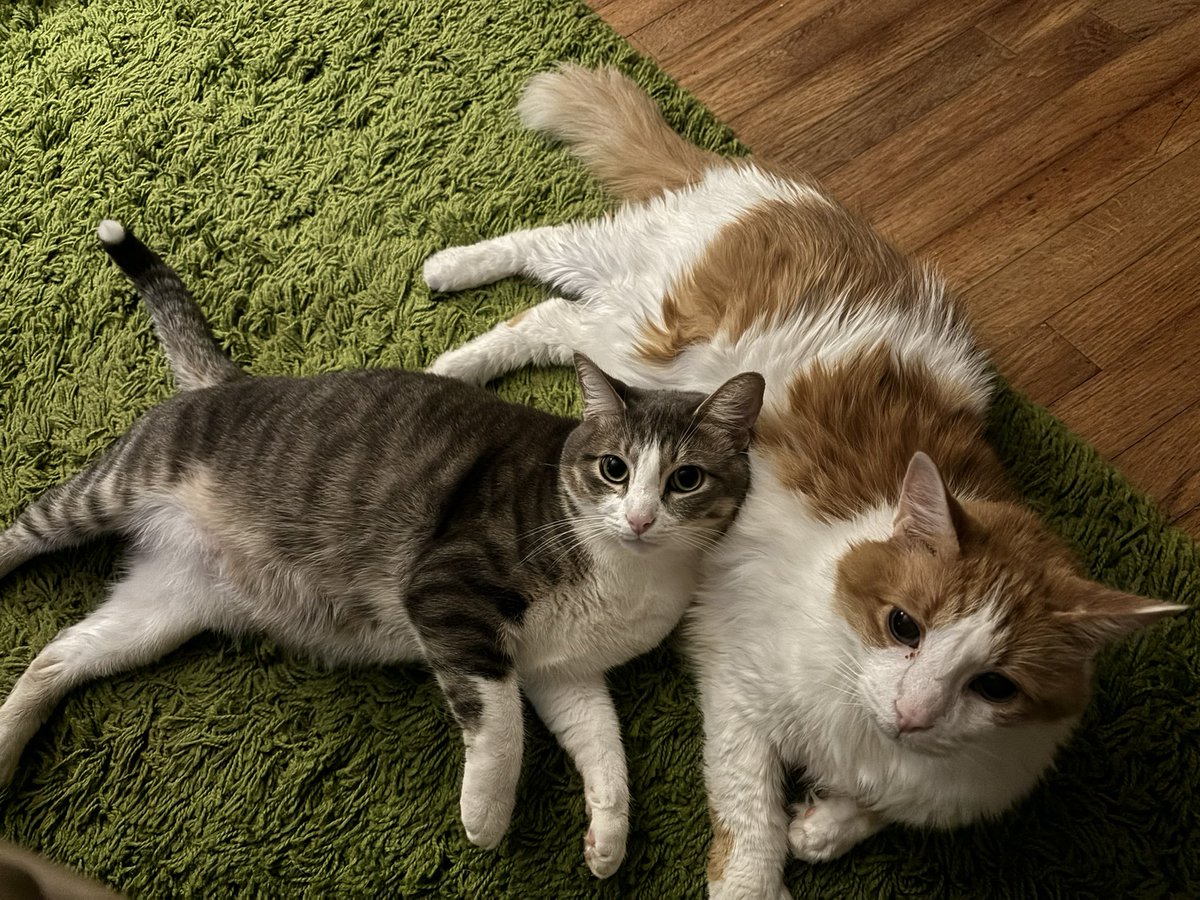 shreckBES's tweet photo. @MissyBBBobtail Casper and Barry love to pose. While GT loves to sleep belly up #caturday https://t.co/FkOcjfplEl