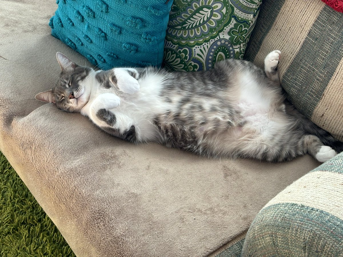 shreckBES's tweet photo. @MissyBBBobtail Casper and Barry love to pose. While GT loves to sleep belly up #caturday https://t.co/FkOcjfplEl