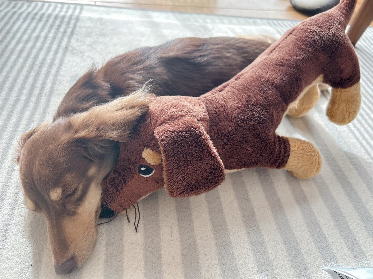 __hau517's tweet photo. 遊び疲れて寝た( ᵕᴗᵕ )✩⡱

#カニンヘンダックス 
#犬のいる生活 https://t.co/9ypOkNOQyk