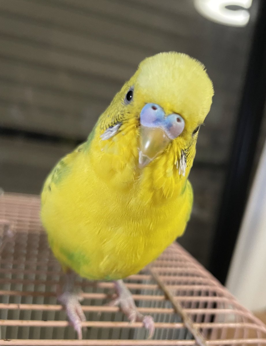 今年も皆様のご家族が幸せでありますように🤗
幸せの黄色いもなかと願わせて頂きます💛