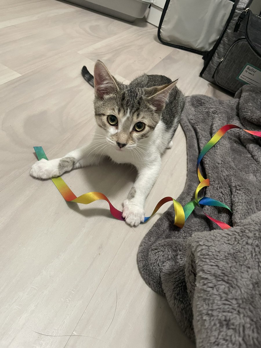JakeViales's tweet photo. Welcome home, Fred. We’re happy to have you and thankful for @SafeHavenHumane for letting us adopt you! https://t.co/Ymvr4BkPKW