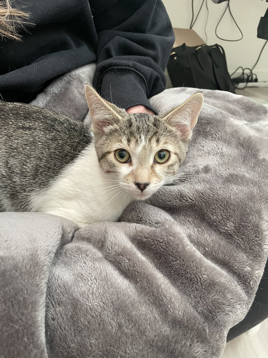 JakeViales's tweet photo. Welcome home, Fred. We’re happy to have you and thankful for @SafeHavenHumane for letting us adopt you! https://t.co/Ymvr4BkPKW