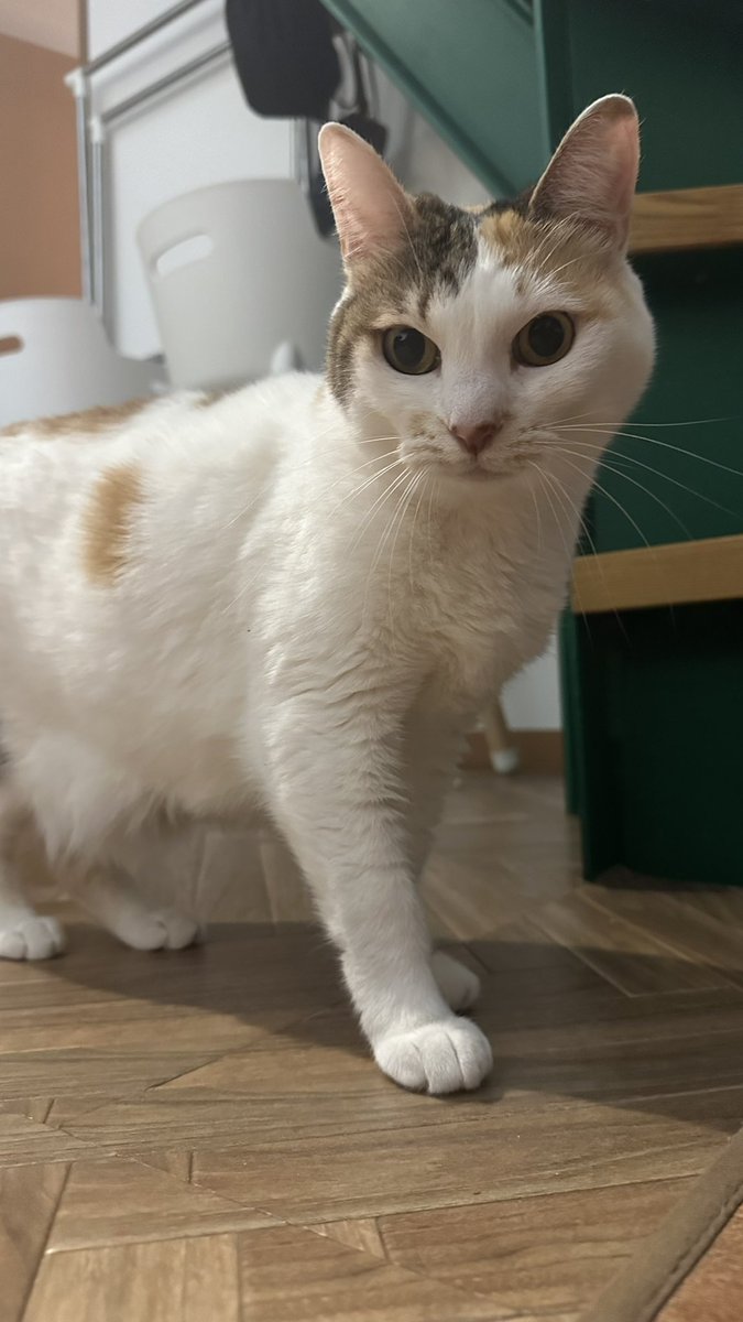 princessmozu's tweet photo. ほっとかーぺっと　つけて https://t.co/WRkLEwWLHb