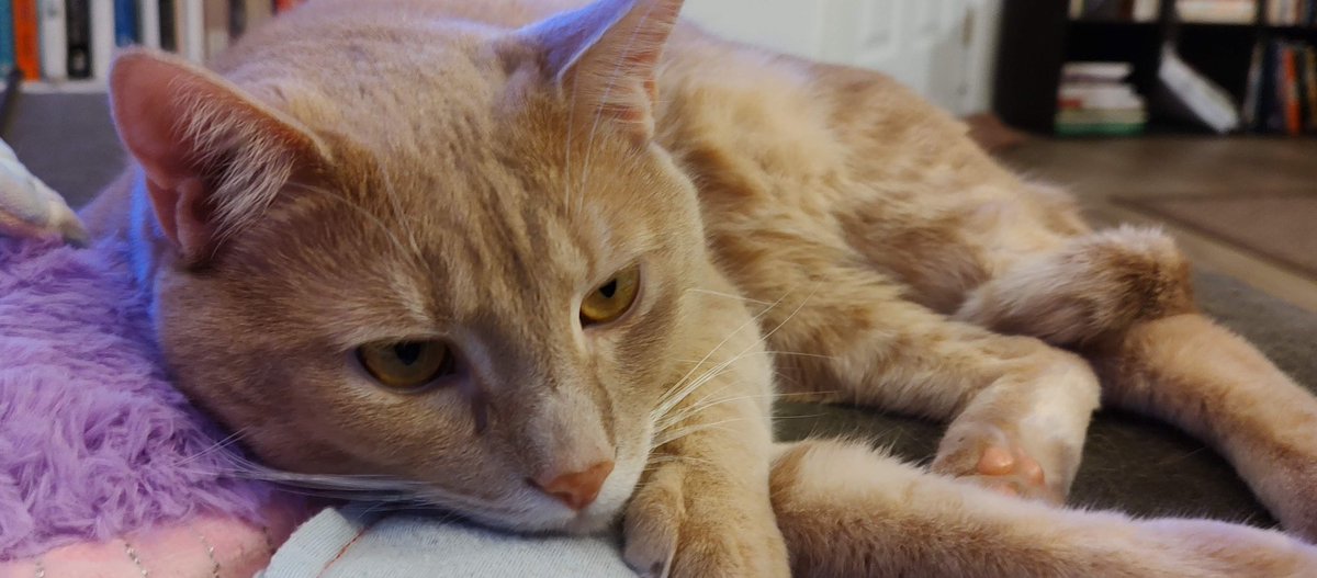 kirby_pov's tweet photo. KIRBY relaxing on a quiet #Caturday evening.
#CatsofTwittter #acatslife #LosGatosDeTwitter #KirbysPOV https://t.co/DmOdNNP7bL