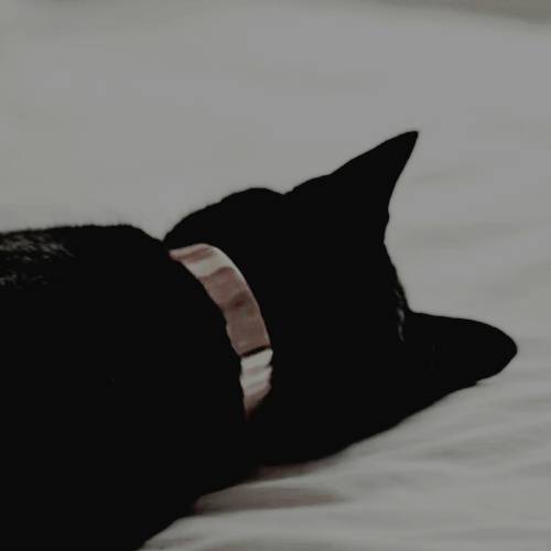 𝐋𝐮𝐜𝐲 𝐖𝐞𝐚𝐬𝐥𝐞𝐲. (@daisynbioom) on Twitter photo 