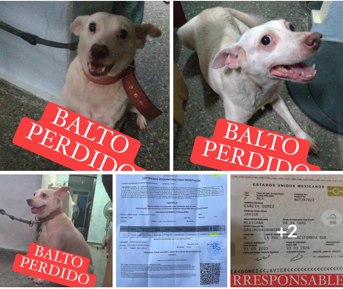 .<a href="/RicardoBSalinas/">Don Ricardo Salinas Pliego</a> <a href="/Azteca/">TV Azteca</a> #COMPARTIMOS BALTO #PERDIDO 

Hola a todos se que muchos ya deben de haber visto la publicación de mi papá humano buscándome desesperado. MI NOMBRE ES BALTO soy un perrito mestizo. Desde hace 11 años conocí al amor de mi vida quien me salvó de ser