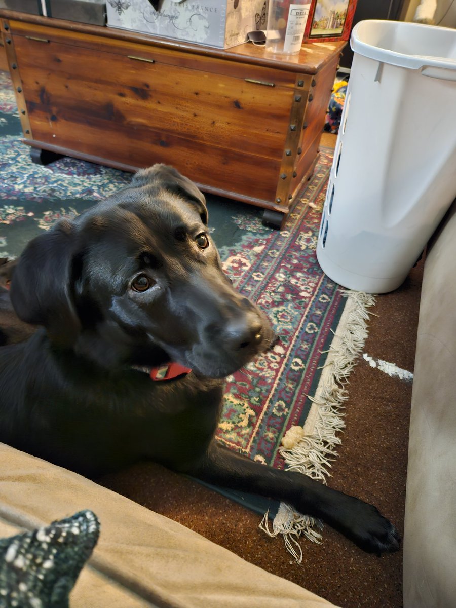 VoiceoverB's tweet photo. @CatieOsaurus This is pike but we call her pickle https://t.co/Gv4nxc2DFy