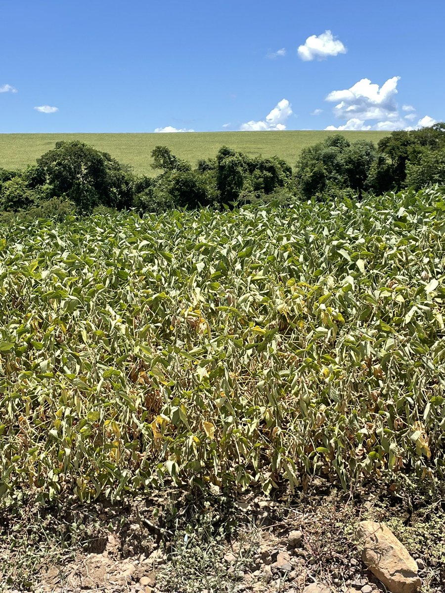 w2silvestre's tweet photo. Estamos colhendo um talhao antecipado, mas a realidade da região é essa!!! Acorda pessoal, safra brasileira não chega a 125mmt, e os cara q só faz isso falando em 145mmt, acho q vou parar alugar terra e montar uma empresa para falar sobre mercado! https://t.co/fVbaOYhd7f