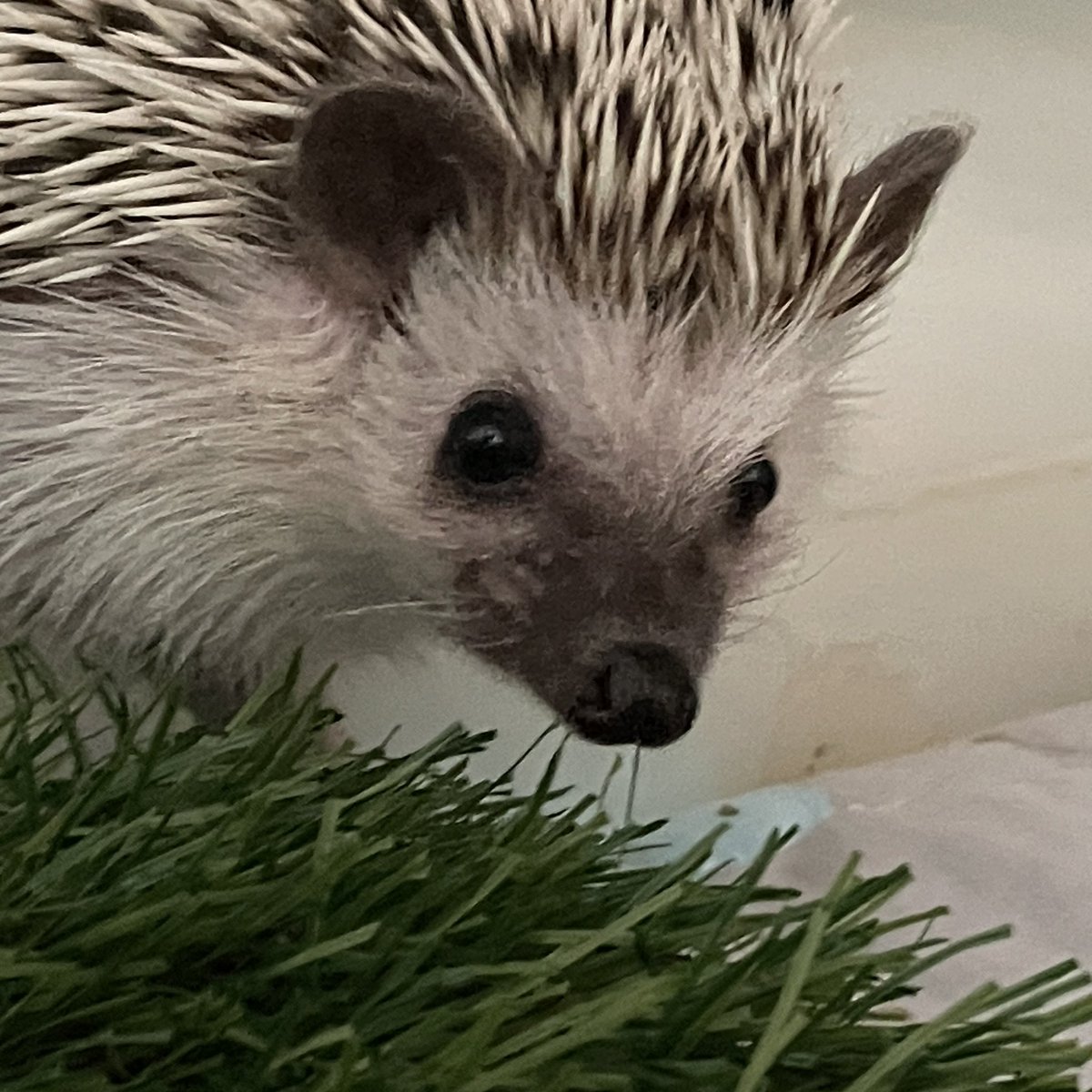 BLACKBEAN_hog's tweet photo. 깜콩이 진짜 너무 잘생김 https://t.co/b1oJMNQloI
