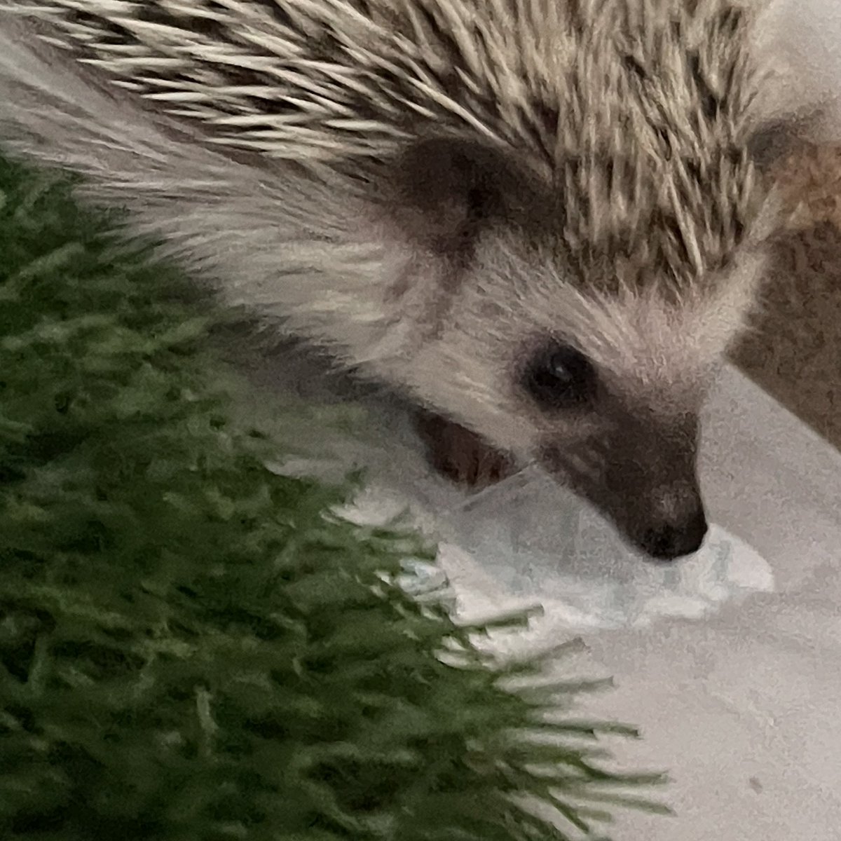 BLACKBEAN_hog's tweet photo. 깜콩이 진짜 너무 잘생김 https://t.co/b1oJMNQloI