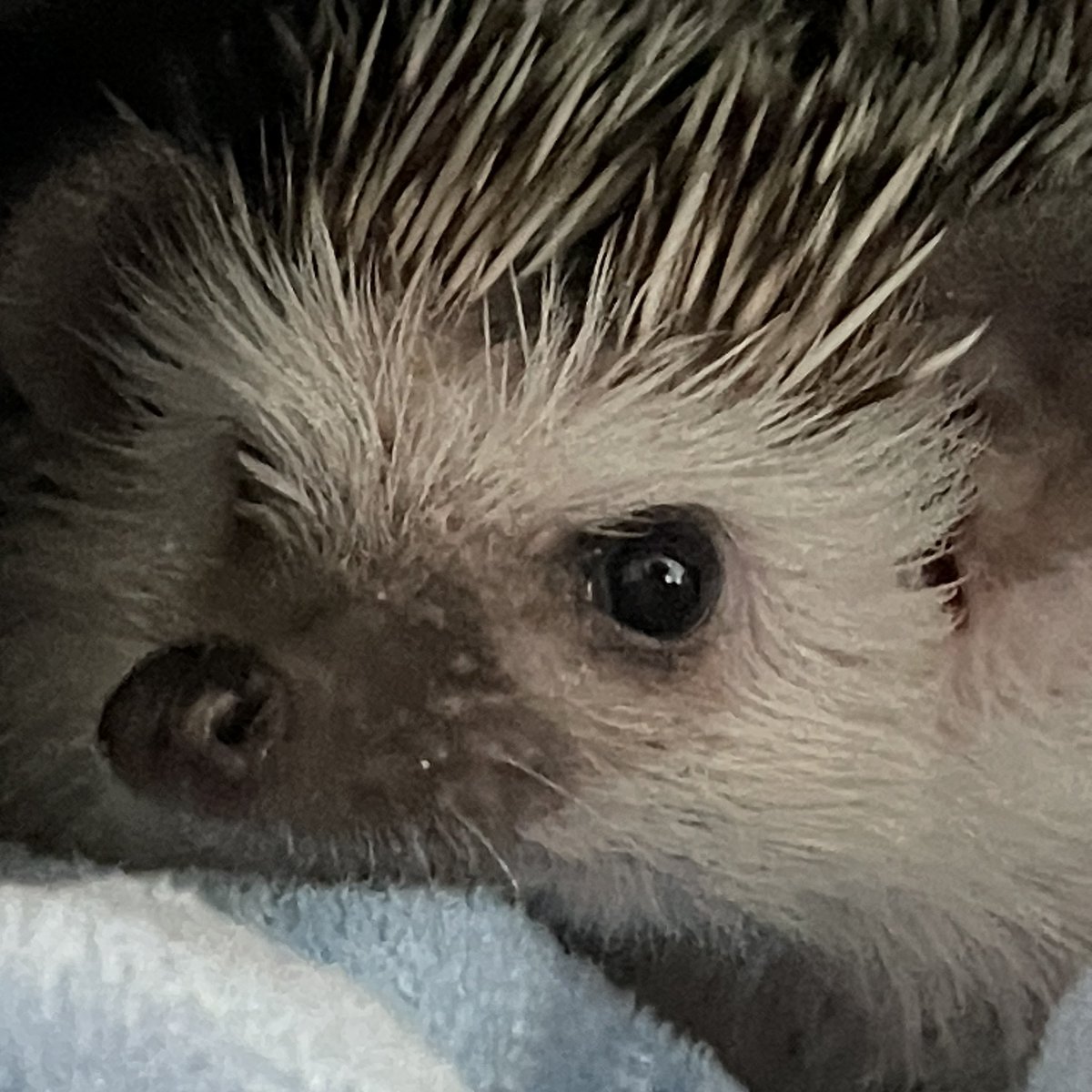 BLACKBEAN_hog's tweet photo. 깜콩이 진짜 너무 잘생김 https://t.co/b1oJMNQloI