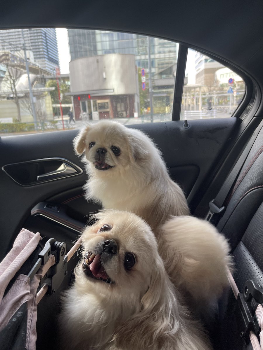 hige613's tweet photo. お外っっ！
楽しみなんだねぇっ https://t.co/eQPbpdXlef