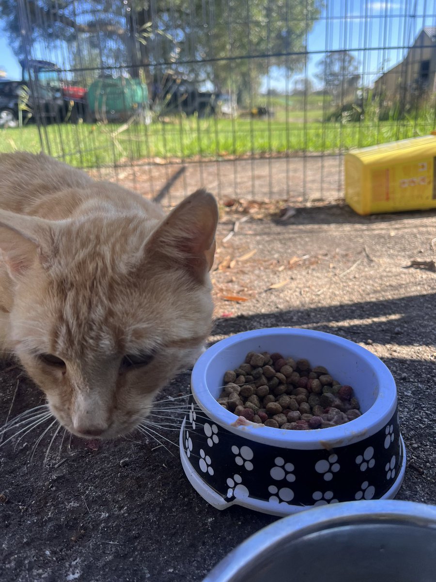 For those following the #Beyourluve cat updates. Family friend works with animals has given my friend a once over. He is happy and healthy. Teeth are good, coat is fantastic and is eating really well. He has gotten comfortable and confident around me I can run my hand on his head