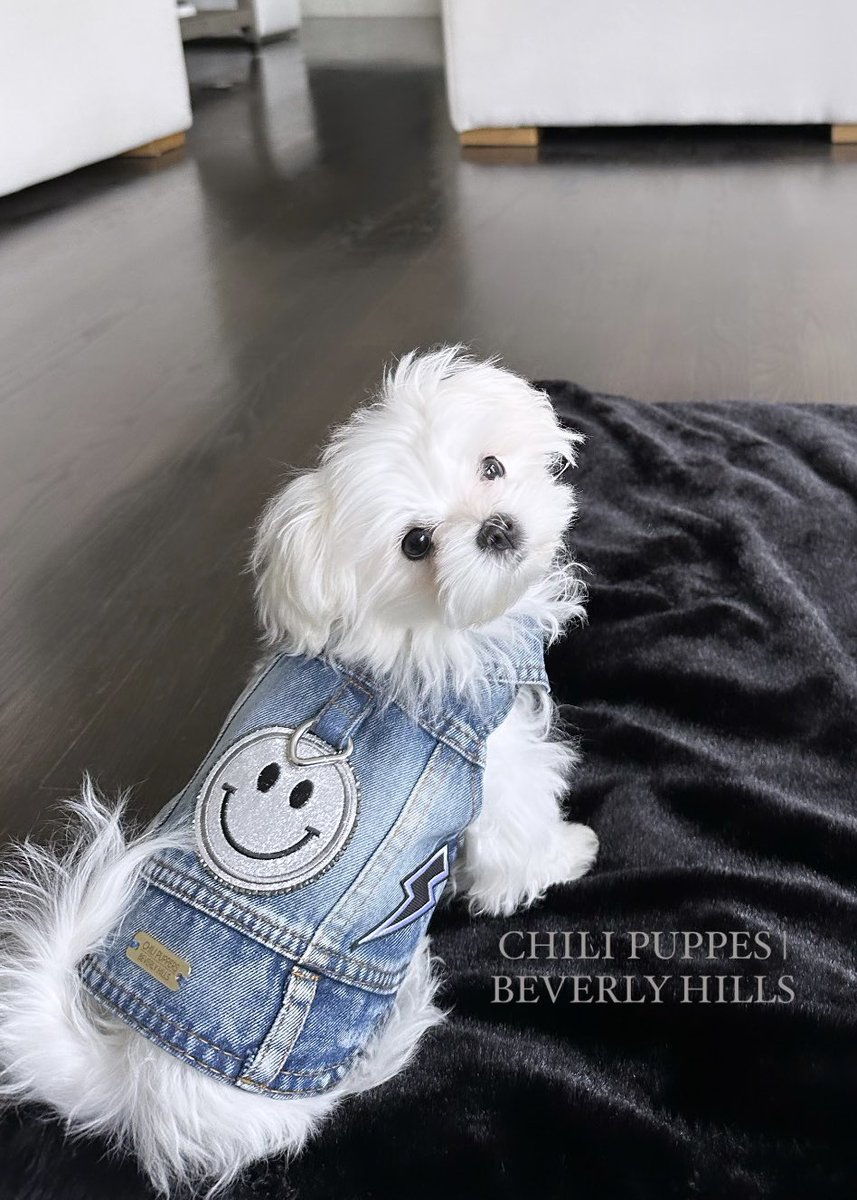 CPupBevHills's tweet photo. A statement in adorably chic style ~ 
The Chili Puppers Signature Dog Denim Collection 
Click here to select your dog’s fit:

https://t.co/5sKN6FJFMd

#doglover https://t.co/CE75xOtnU8