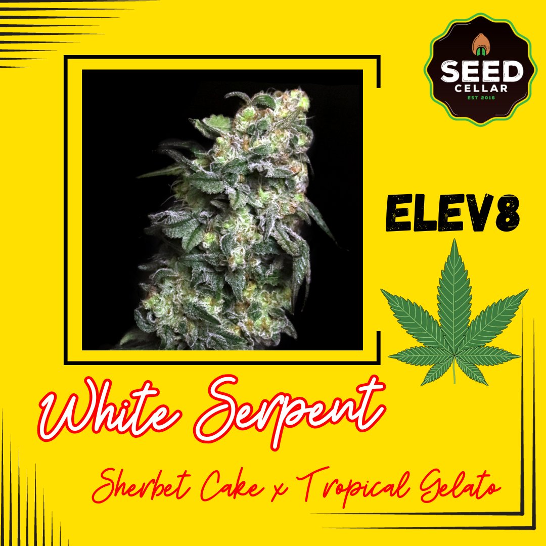 New Strain Alert! White Serpent by Elev8 Seeds has yummy notes of apricot, pepper, and orange cream soda! Don't miss out on this one!
rpb.li/HpVkM

#SeedCellar
#growyourown
#howtogrow
#cannabisseeds
#elev8seeds