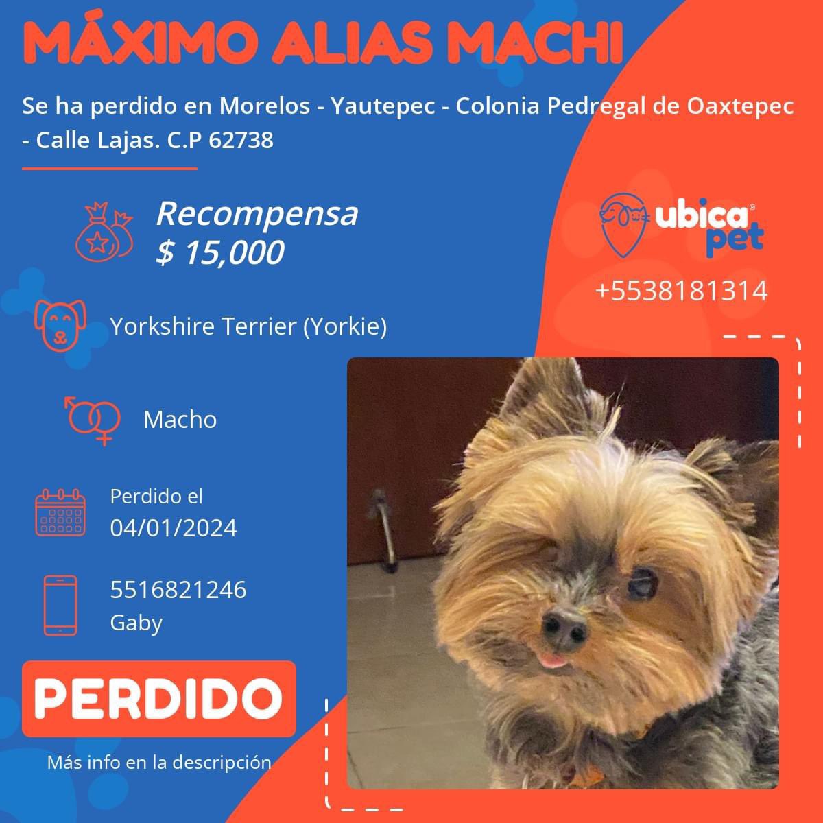 🧡ℓα мιѕѕ ∂є єѕραи̃σℓ💜 tweet media