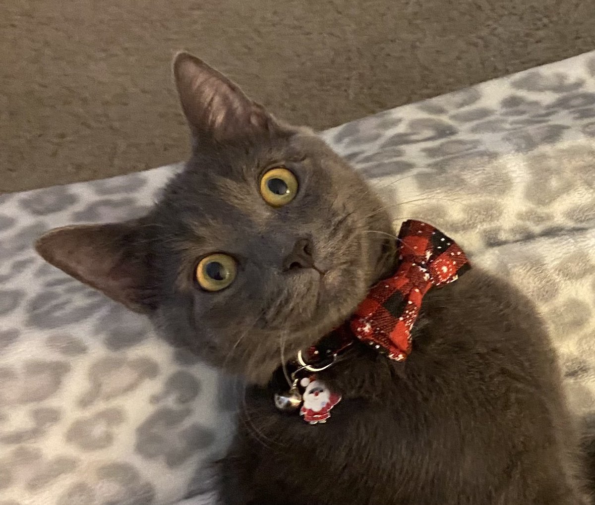 Sebastian is 6 months old today!😻🐾🐈‍⬛