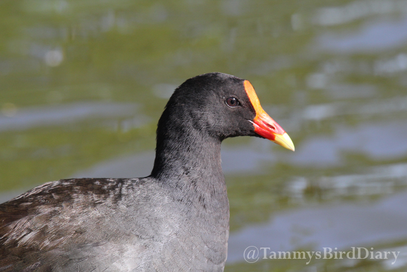 A dusky moorhen at Lake Alford Park (Gympie) recently #birds #birdtwitter #birdwatching #birding #Ozbirds #TwitterNatureCommunity #birdphotography #WildOz #ThePhotoHour