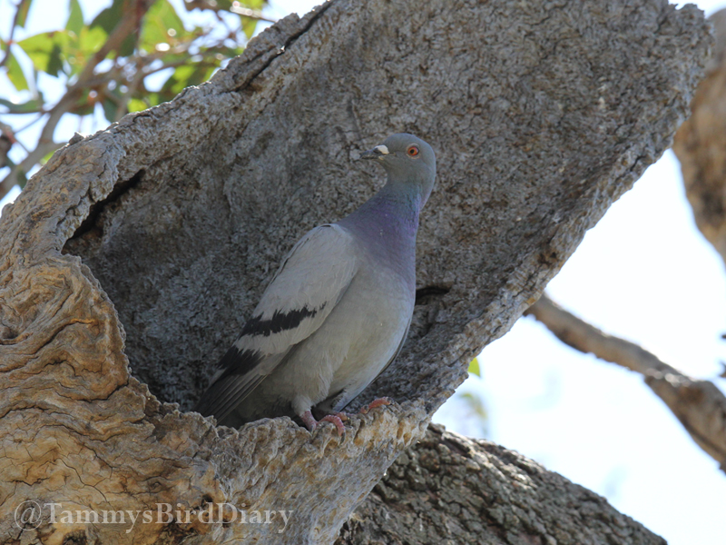A rock dove at Gunnedah recently #birds #birdtwitter #birdwatching #birding #Ozbirds #TwitterNatureCommunity #birdphotography #WildOz #ThePhotoHour