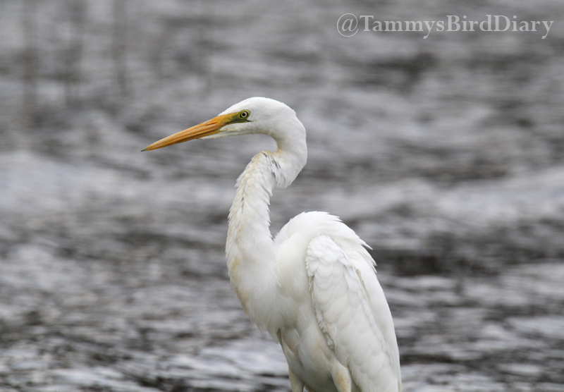 A great egret at Grafton recently #birds #birdtwitter #birdwatching #birding #Ozbirds #TwitterNatureCommunity #birdphotography #WildOz #ThePhotoHour