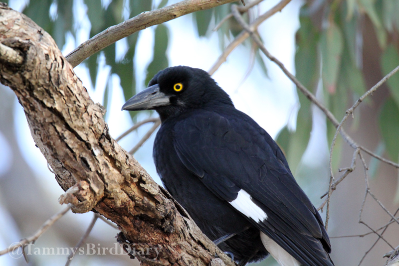 A pied currawong at Wollomombi Falls recently #birds #birdtwitter #birdwatching #birding #Ozbirds #TwitterNatureCommunity #birdphotography #WildOz #ThePhotoHour