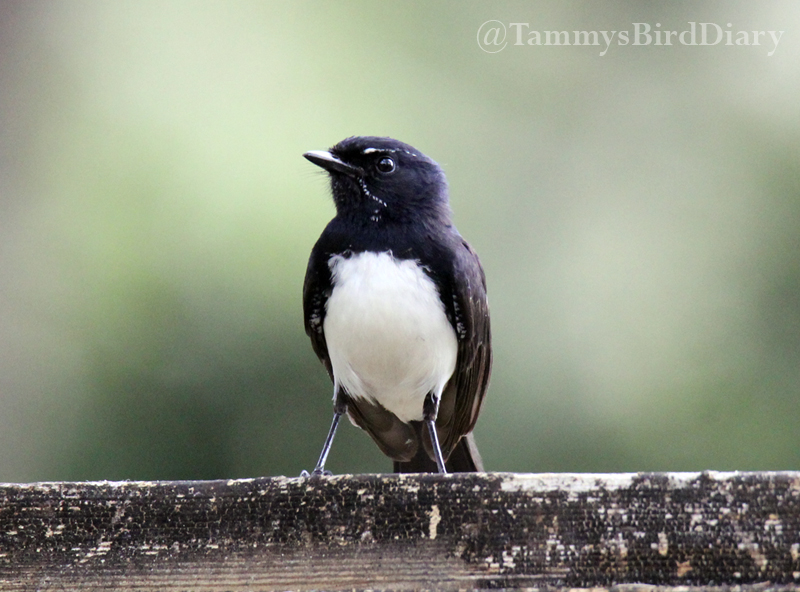 A willie wagtail at See Park (Grafton) recently #birds #birdtwitter #birdwatching #birding #Ozbirds #TwitterNatureCommunity #birdphotography #WildOz #ThePhotoHour