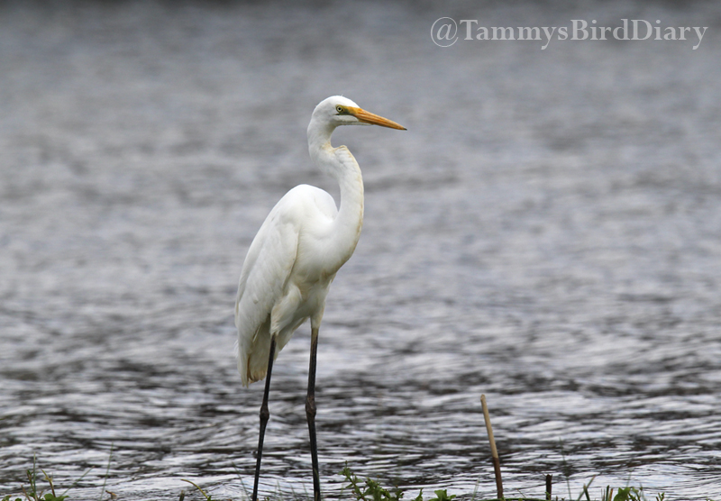 A great egret at Grafton recently #birds #birdtwitter #birdwatching #birding #Ozbirds #TwitterNatureCommunity #birdphotography #WildOz #ThePhotoHour