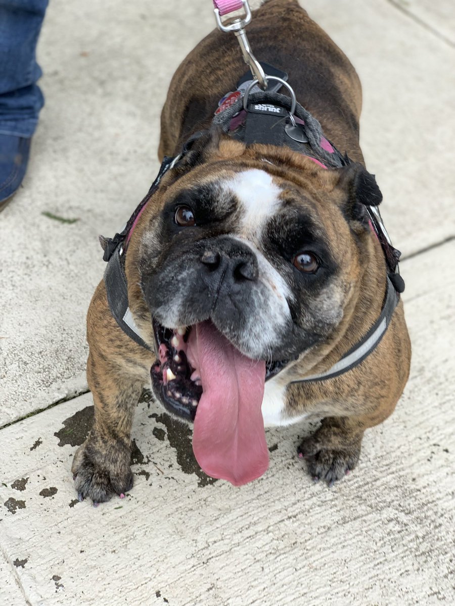 AKCHercules's tweet photo. @Lil_Fen @WCrates She was so sweet, her and her sister Winnie. #RIP #GodBless @WCrates #BullyBash2020 https://t.co/3vYaeFyYYS