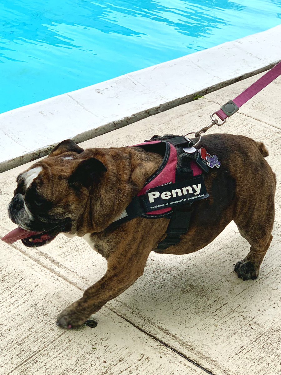 AKCHercules's tweet photo. @Lil_Fen @WCrates She was so sweet, her and her sister Winnie. #RIP #GodBless @WCrates #BullyBash2020 https://t.co/3vYaeFyYYS