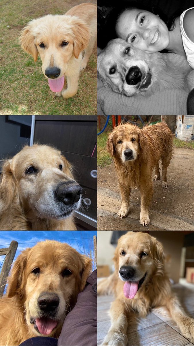 Que difícil dejar ir a quien me acompaño durante tantos años, mi gordo, te extraño y te voy a extrañar todos los días de mi vida.  Me dejaste un vacío tan grande 😭💔