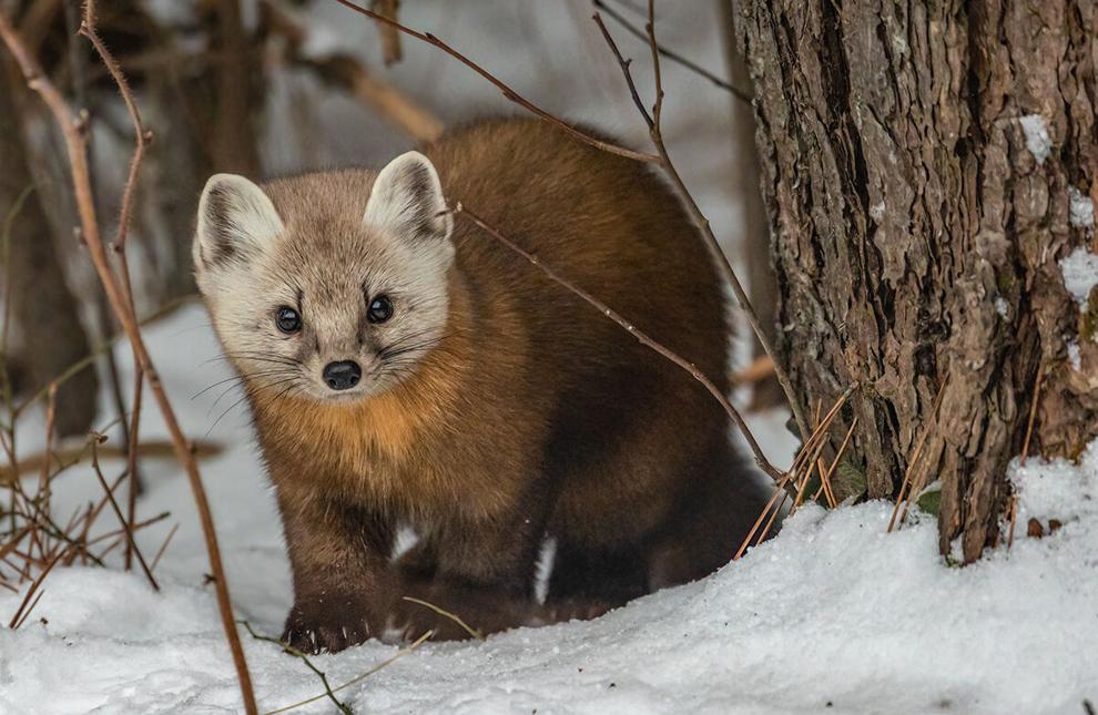 sofiabuffgf's tweet photo. Pennsylvania is gonna start reintroducing pine martens to the wild this year Im so excited I wanna meet this little dude so bad 😭😭😭 https://t.co/zVbu14g49y