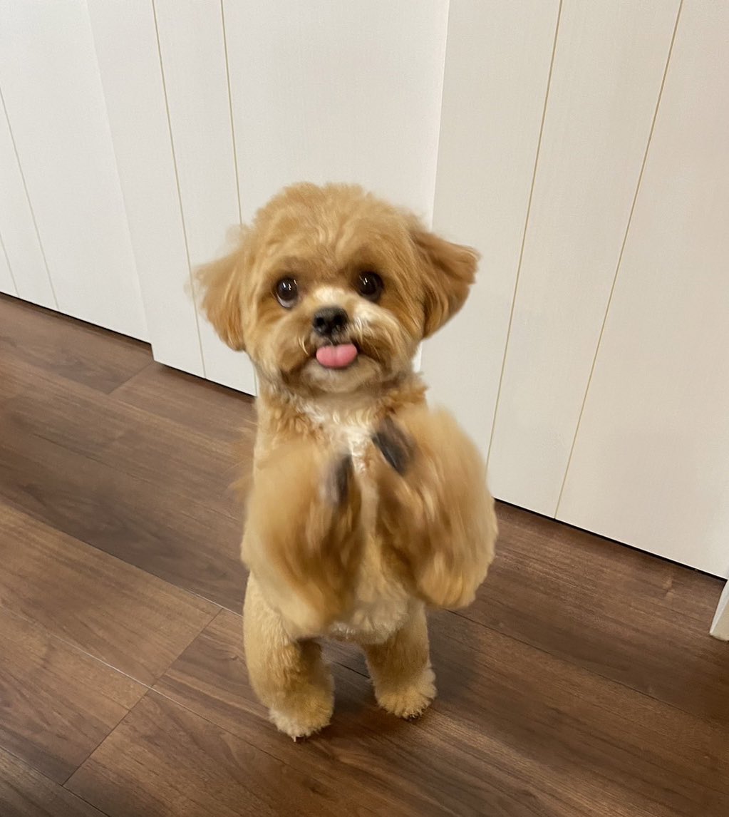 anna_abirun's tweet image. カットしてさらに可愛くなっちゃって🥹
#ペキプー