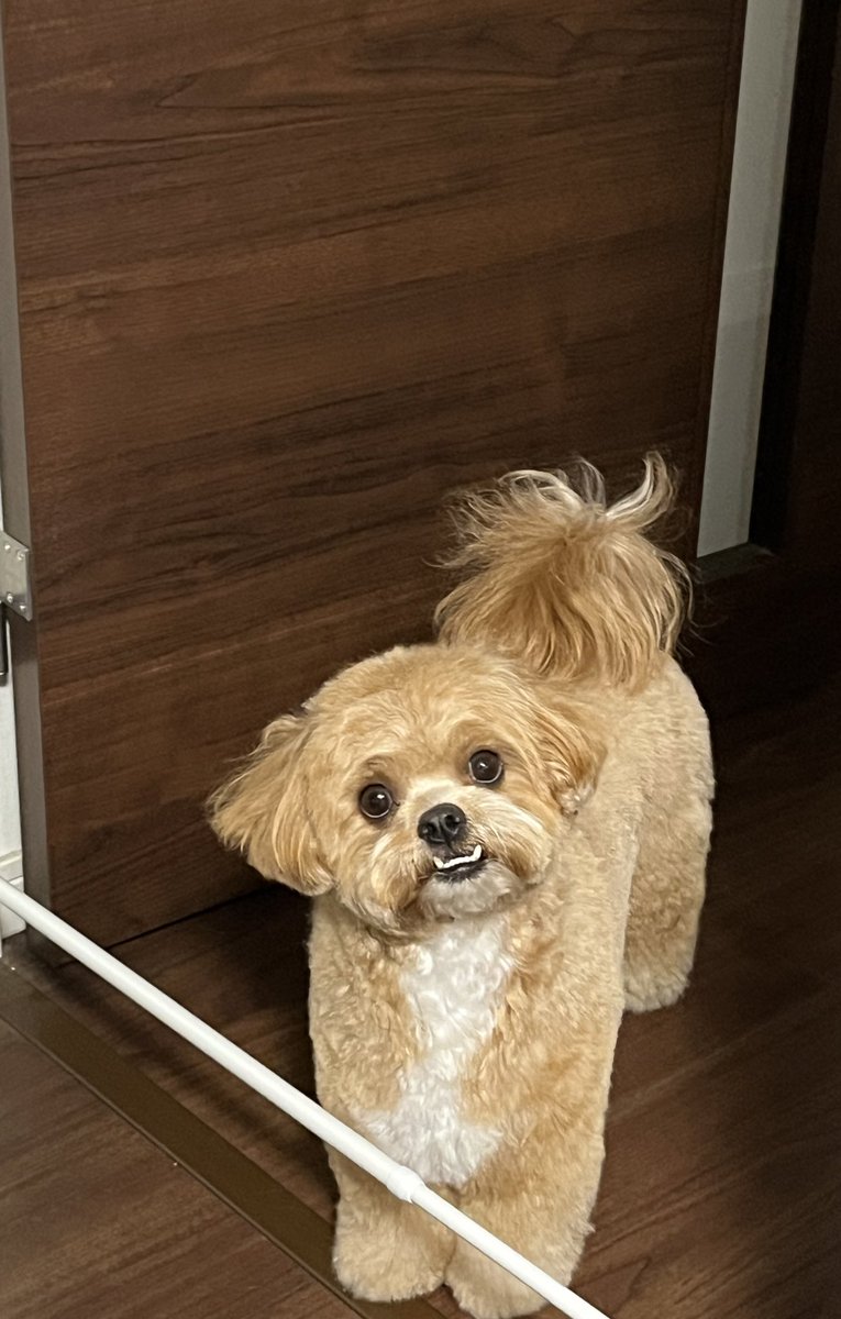 anna_abirun's tweet image. カットしてさらに可愛くなっちゃって🥹
#ペキプー