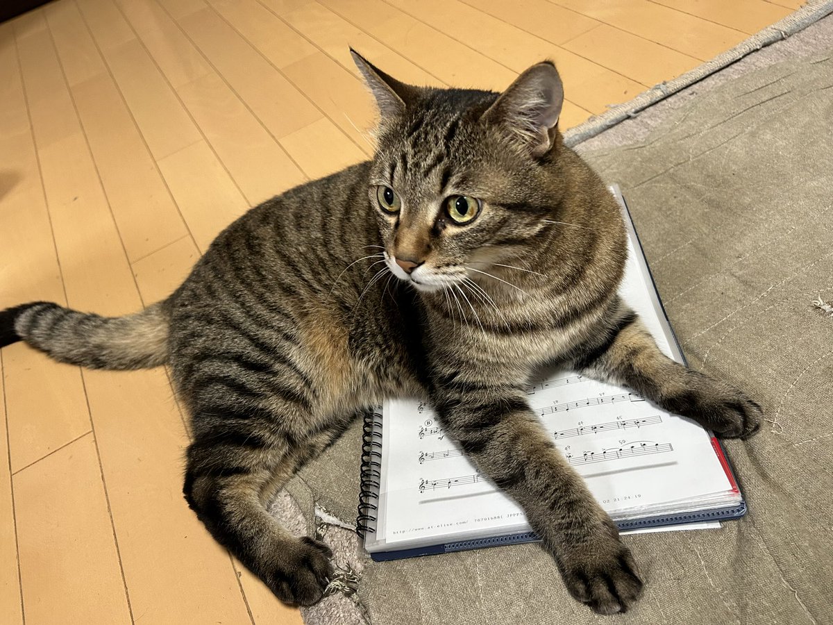 Mjl2Bm's tweet photo. ‼️地震★猫を探しています‼️
・キジトラ、オス（去勢済）
・首輪なし
・左後足欠損　
・左目にシミあり
人懐こくないので、捕獲は難しいのですが、目撃しましたら連絡欲しいです
場所・河井町の稲忠〜角歯医者〜藤田コロッケ屋さん辺りが可能性高いです。

#輪島市　#猫　#能登地震　#猫行方不明 https://t.co/QobgUgh7iD