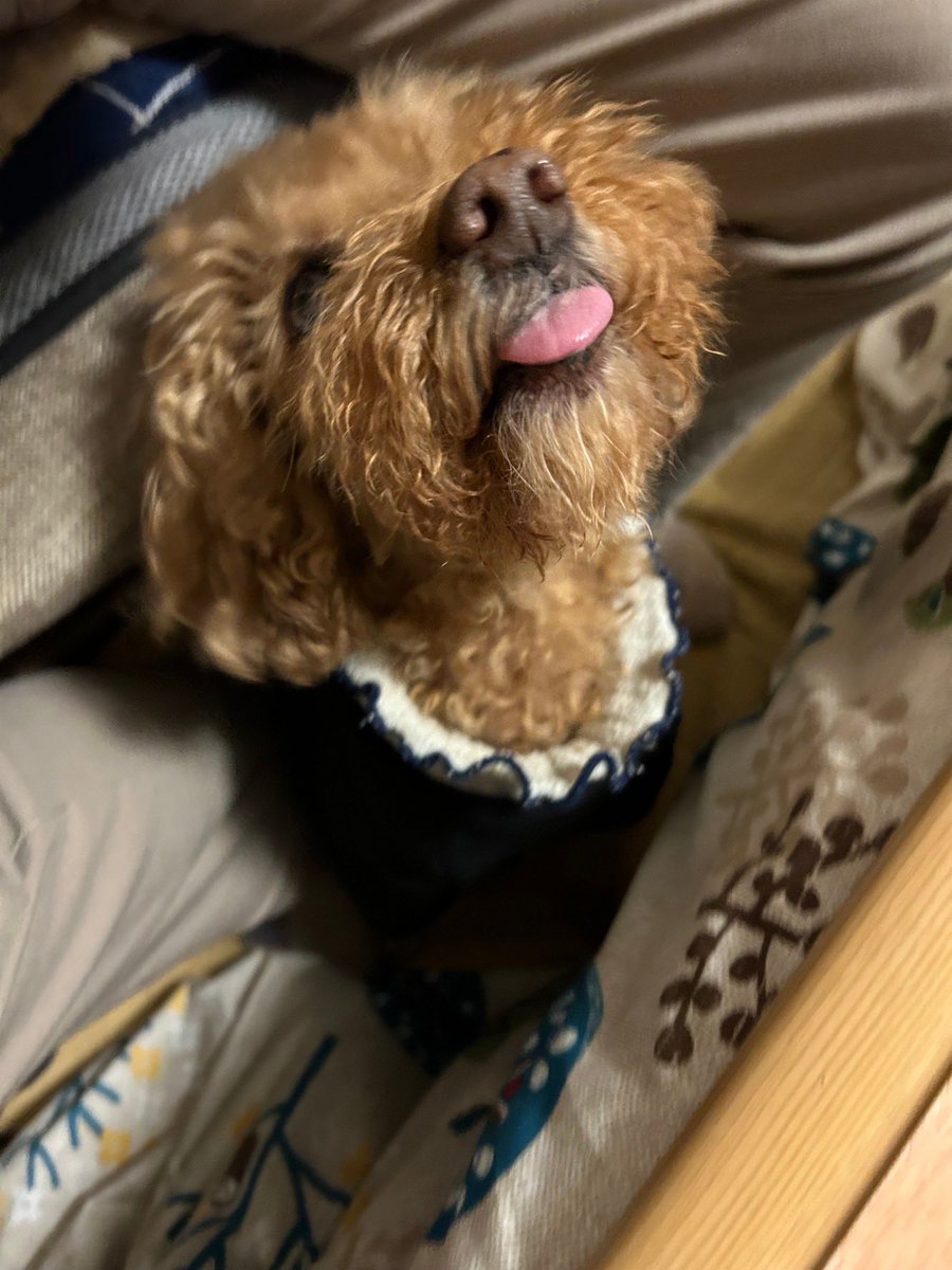 gimme food daddy

#toypoodle
#15yearsold
#cute 
#xになってから初投稿