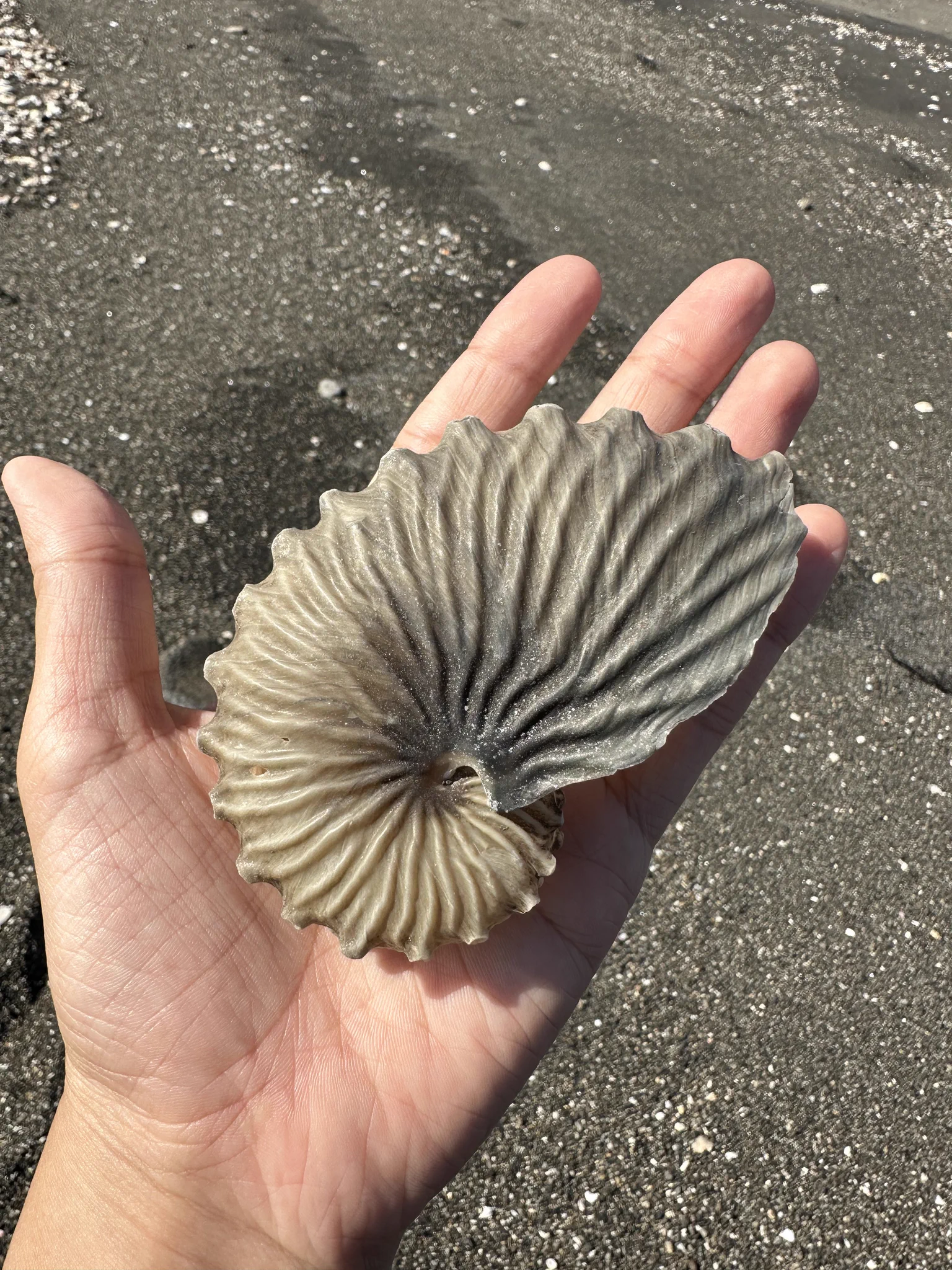 深海魚ブランドLavca.m on X: 