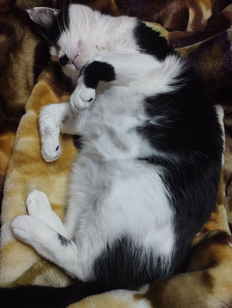 ‼️能登地震★猫探してます‼️
地震で脱走し、その後火事でお家に帰れなくなった猫です。
元野良なので、周辺土地勘はあります。
左目の白濁が特徴の猫です。
人懐こくないので捕獲は難しいのですが、目撃情報が欲しいです。
場所・朝市〜藤田コロッケ周辺〜ふれあい健康センター〜角歯医者

#輪島市