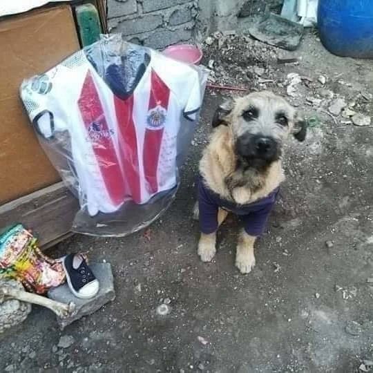 ChivasShitpost's tweet image. si llegaron los reyes banda