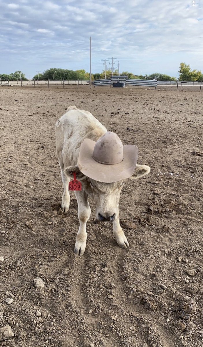 Beef. It’s what’s for dinner