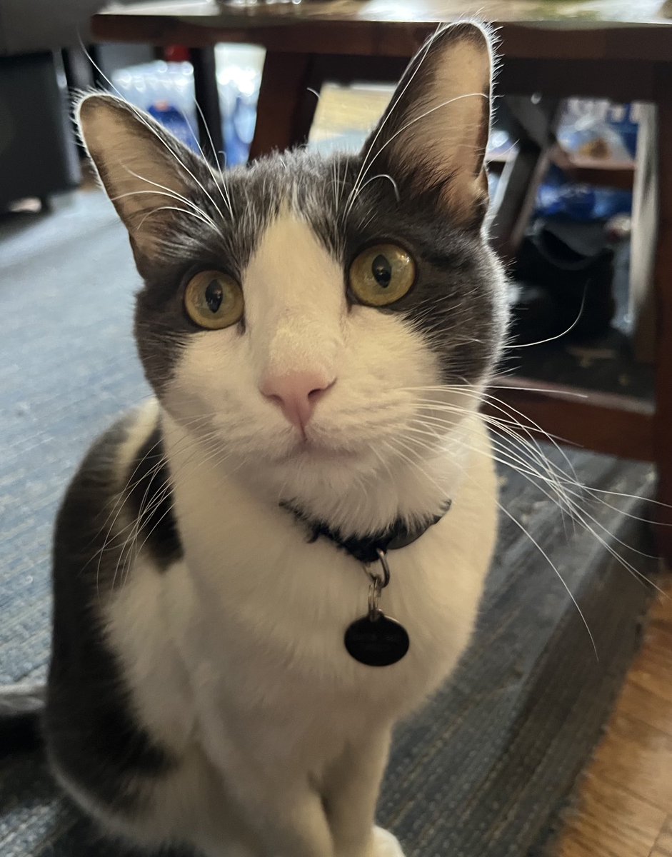 Jazz 🐈‍⬛❤️ Can I have some love please? #Cats #Jazz