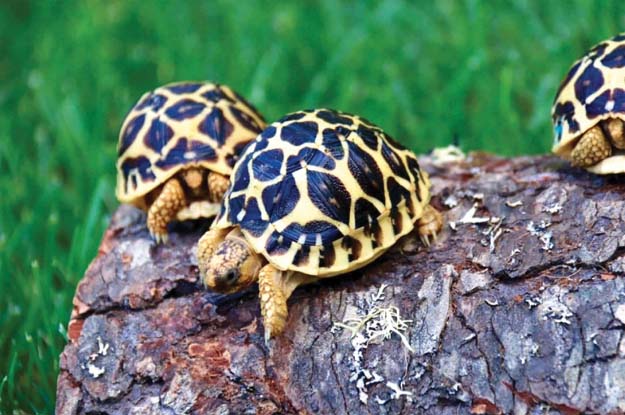 Khalil Kumbhar (@kumbharkhalil) on Twitter photo #Karoonjhar mountains are part of Rann of Katch wildlife Sanctuary (A #RamsarSite) is habitat of star tortoise whose conservation status according to IUCN red list is "Vulnerable" and the stripped hyena whose conservation status is "Near-threatened". <a href="/RamsarConv/">Convention on Wetlands</a>
#saveKaroonjhar #Karoonjhar mountains are part of Rann of Katch wildlife Sanctuary (A #RamsarSite) is habitat of star tortoise whose conservation status according to IUCN red list is "Vulnerable" and the stripped hyena whose conservation status is "Near-threatened". <a href="/RamsarConv/">Convention on Wetlands</a>
#saveKaroonjhar