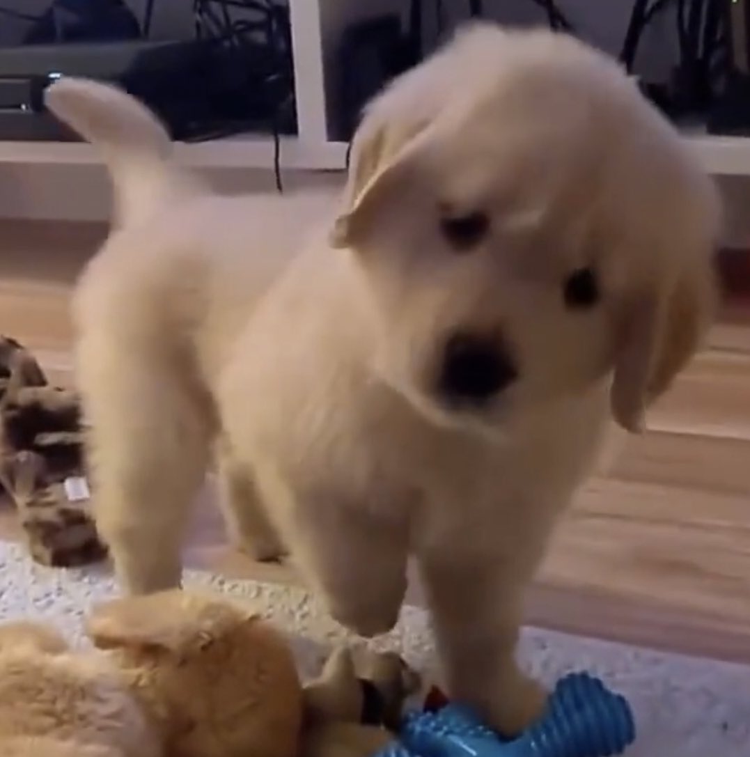 เทอพุดได้ไงว่าไม่รัก เทอพุดได้ไง ล้อเล่นเค้าก้เสียใจนะ