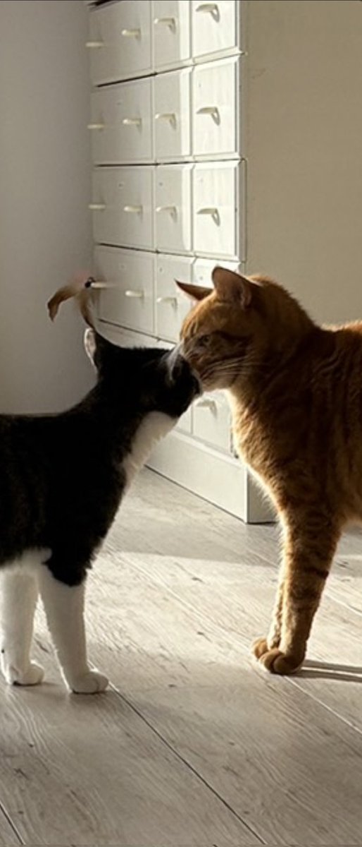 猫のいる暮らし (@neconeco_0804) / Posts / X