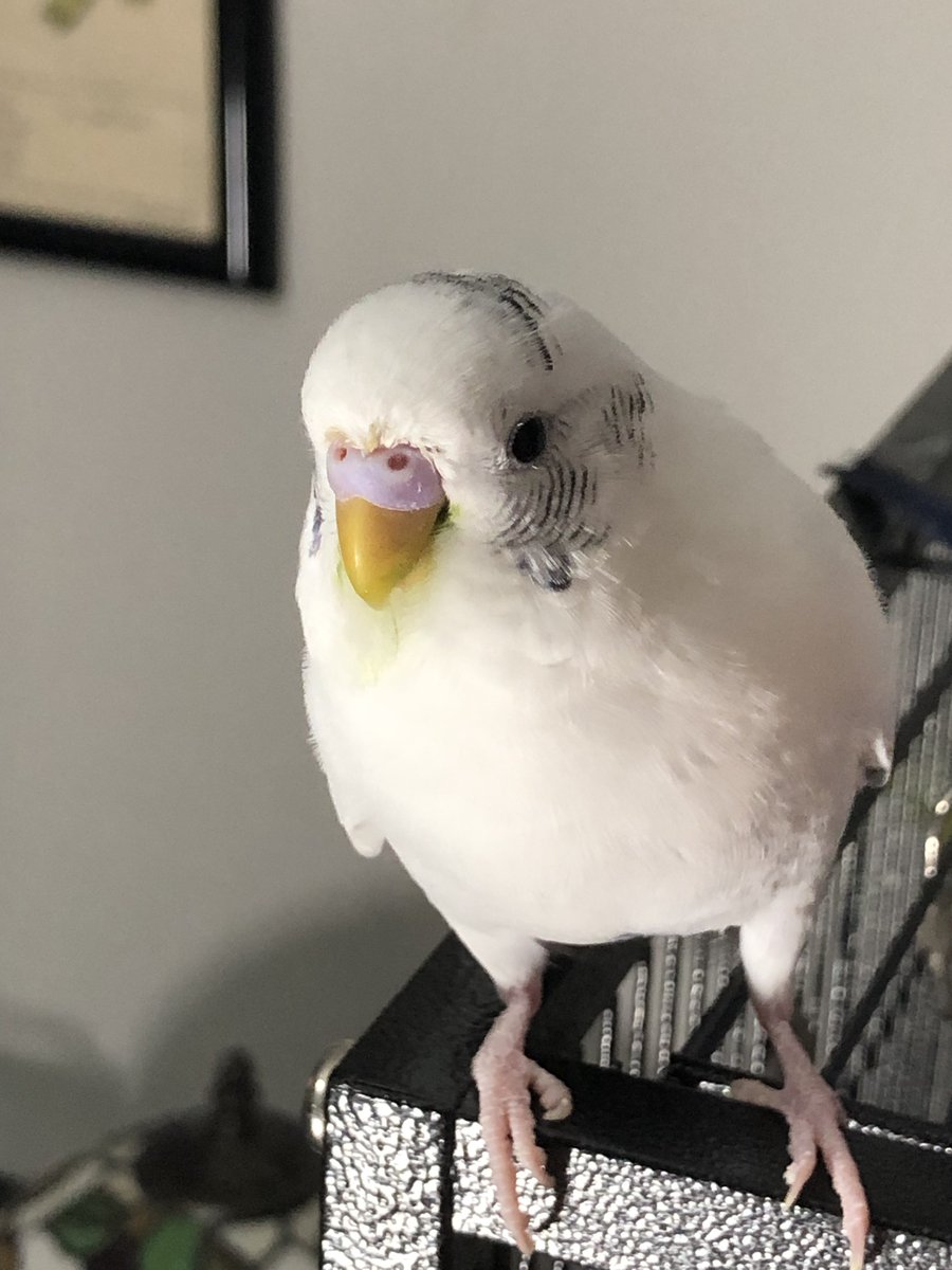 I don’t use twitter anymore, but I wanted to let everyone know that Bernie and Phoebe are doing well! Bernie’s tumor hasn’t grown at all, so we’re thinking he’s going to be fine! And Phoebe is still just being Phoebe!
I hope everyone is having a good new year!