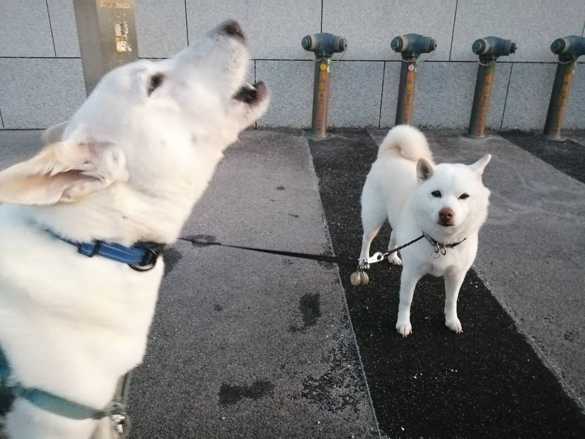術後数ヶ月ぶりに仲良し犬に再会できて喜びの雄叫びを放つテラゾー。お友達ドン引き😅