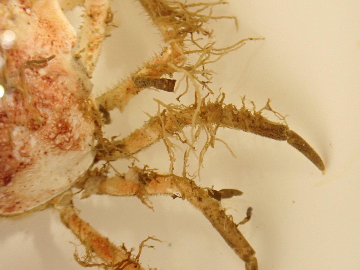 鶴岡市立加茂水族館 on X