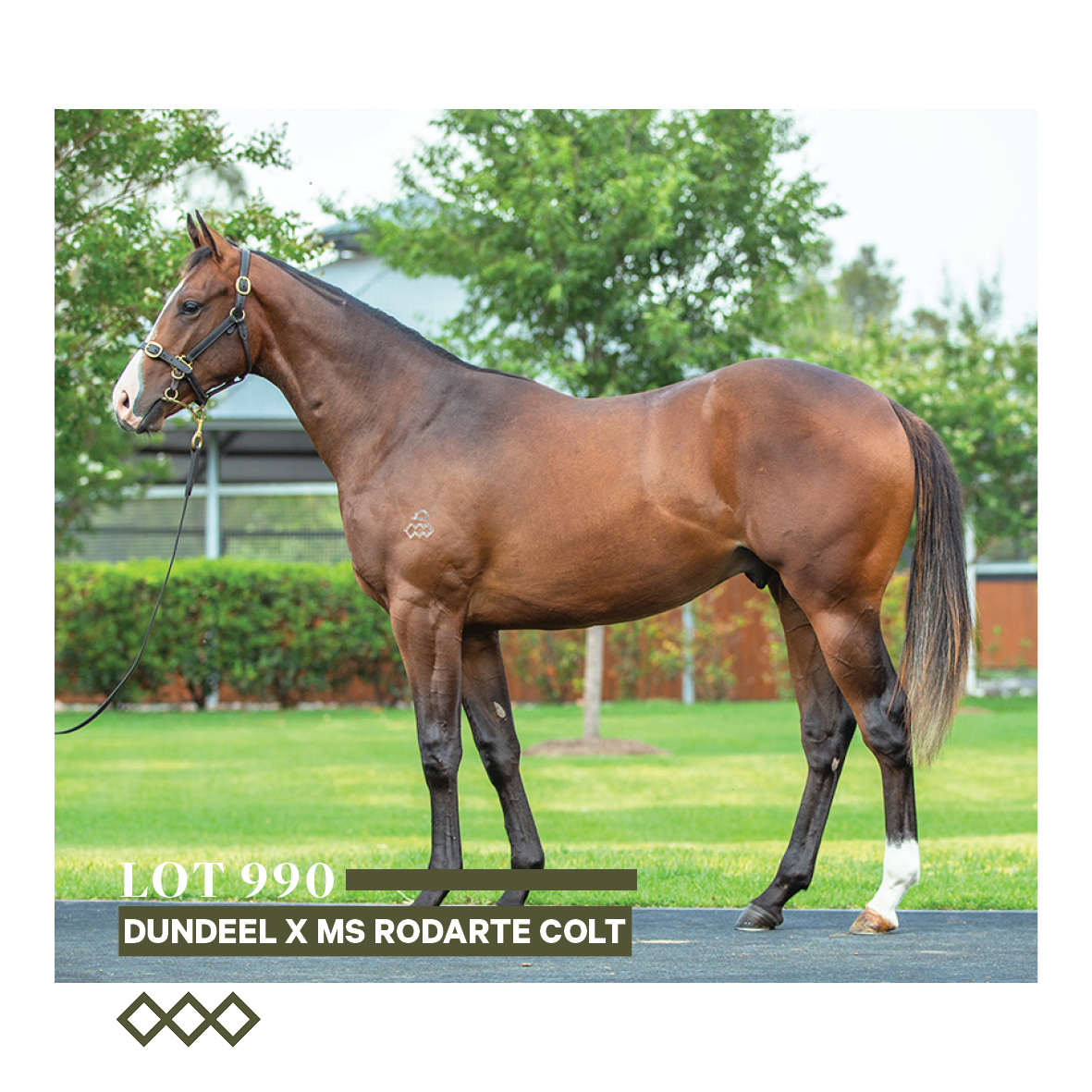 ArrowfieldStud's tweet photo. And we have 2 colts selling @mmsnippets bred on this high-stat Dundeel/Green Desert nick!
#magicstats #Lot461 #Lot990 #dundeel #magicmillions2024 https://t.co/gfouhqvitW