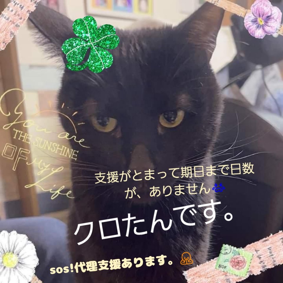 uuMSJQSyVUD38QE's tweet photo. どうか拡散だけでも😭😭薬が飲めないと死んでしまいます😭😭😭時間がありません。ママさんはミルクボランティアされてます https://t.co/HS7nxqWZQF